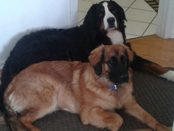 leonberger and bernese mountain dog